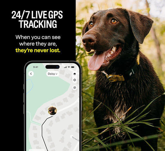 Series 3 Smart Dog Collar - GPS Dog Tracker and Activity & Health Monitor, Waterproof, LED Light, Escape Alerts, Nationwide Coverage [Free 1 Year Membership] (Pink, Small)